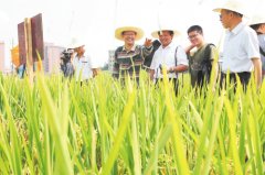 湖南举办超级稻科普沙龙 专家：超级稻绝对不含转基因